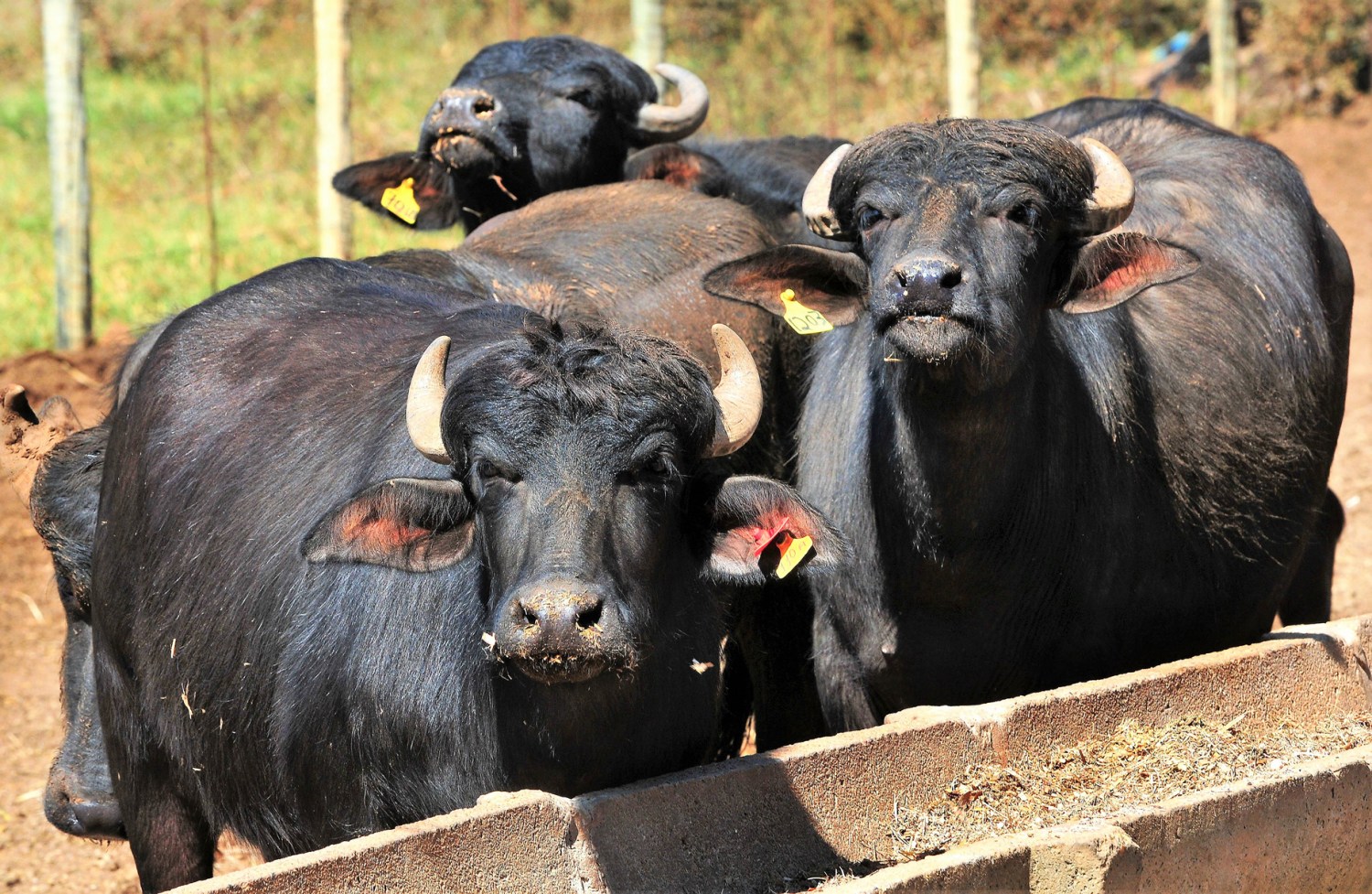 Apesar do porte avantajado e da aparência às vezes feroz, os búfalos são, por natureza, bastante dóceis / Foto: Acácio Pinheiro/Agência Brasília