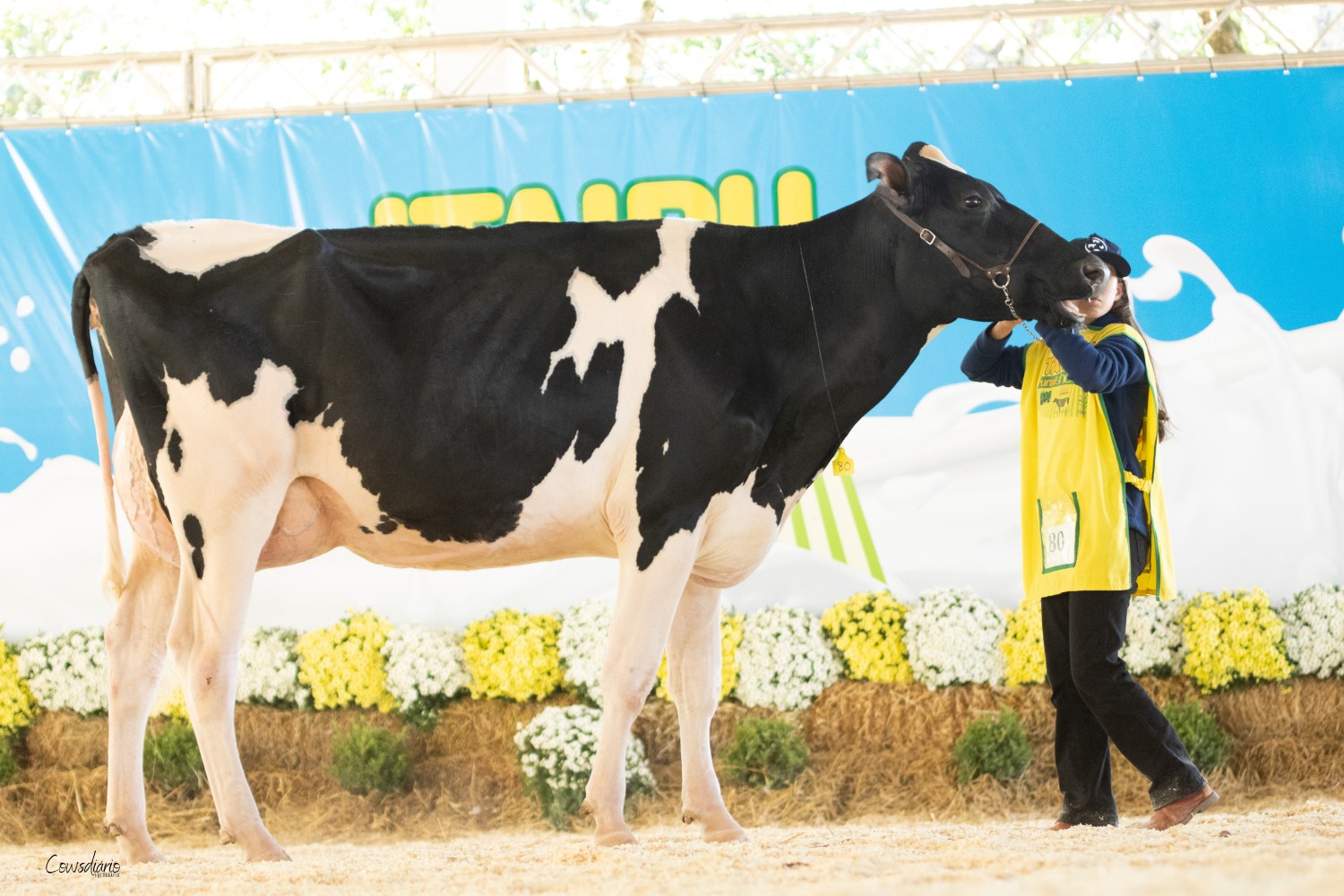 Gado leiteiro brilha na pista do Itaipu Rural Show 2023 - gado holandes 2