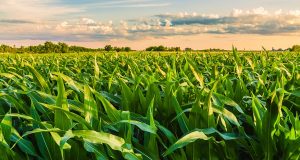 Beautiful,Field,View,,As,A,Spiritual,Person,,Nature,For,Me