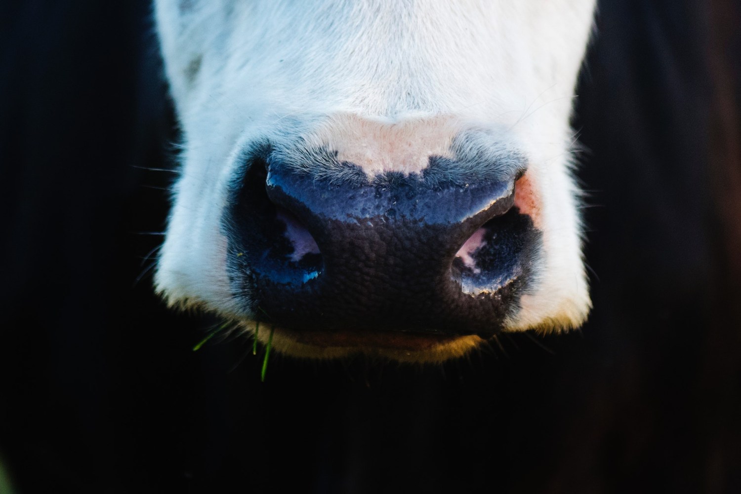 MAPA confirma caso suspeito do mal da vaca louca no Pará