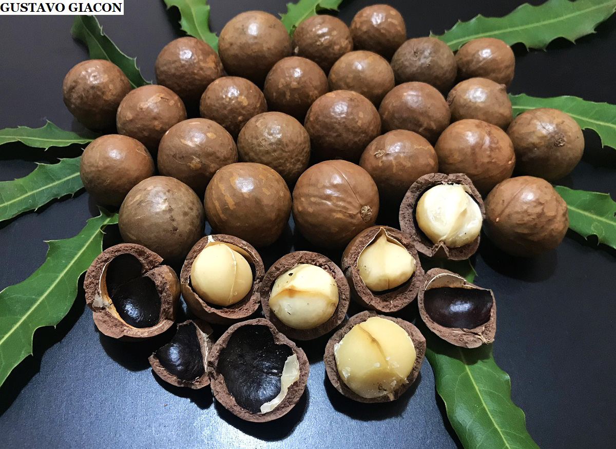 Noz macadamia macadamia integrifolia mudas