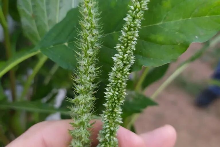 Amaranthus palmeri