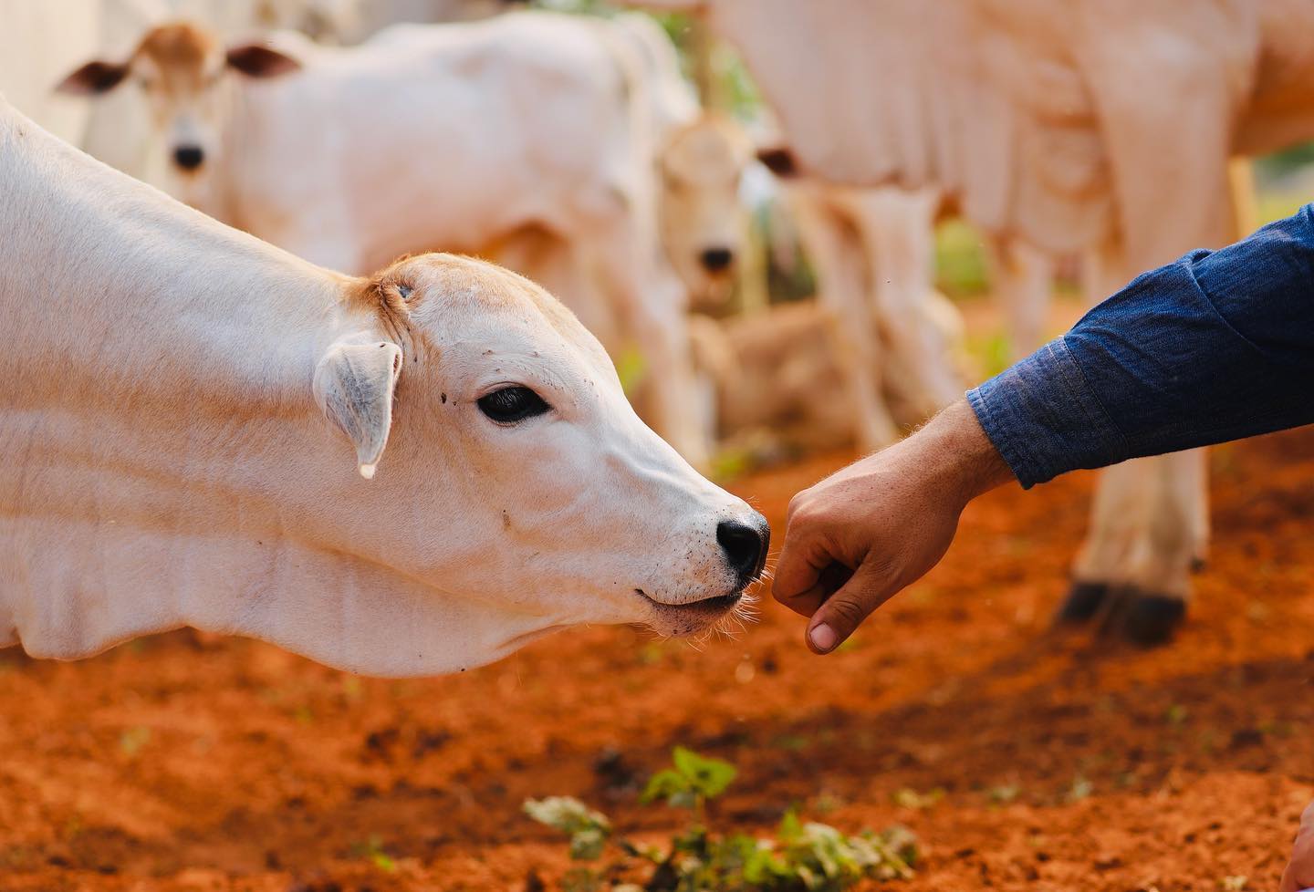 contato bezerro com mao pecuarista - bem-estar animal