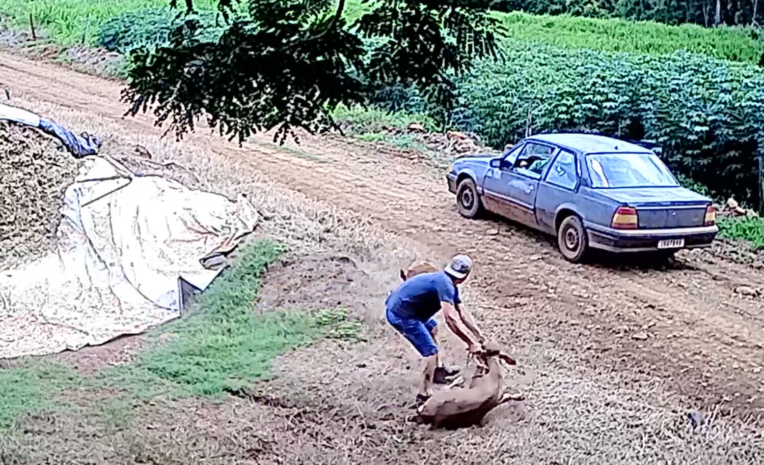 dupla é flagrada roubando bezerro