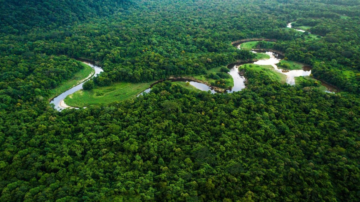 floresta amazonica - amazonia legal 2 - amazonas
