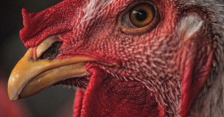 Você é mais inteligente que uma galinha? Elas conseguem memorizar 100 rostos