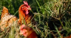 Mapa proíbe criação e exposição de aves para combater a Gripe Aviária no Brasil