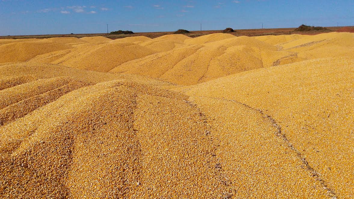 montanhas de milho armazenadas a céu aberto