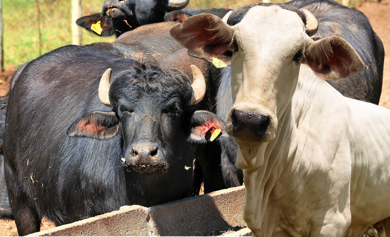 para segundo lugar bivnos e primeiro bufalos - pecuaria