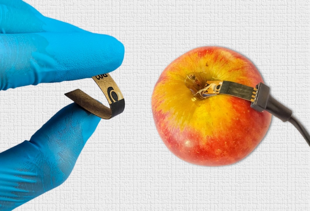 sensor de papel detecta agrotóxico em alimentos