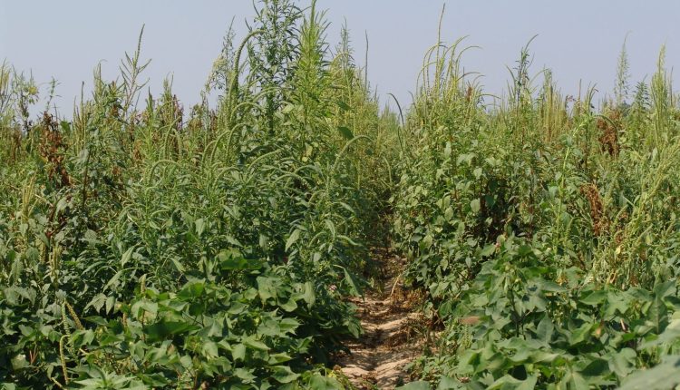 Amaranthus palmeri - caruru