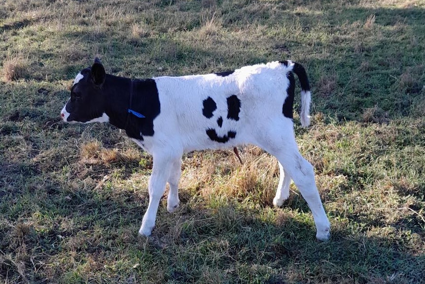Bezerro nasce com mancha única na pelagem e ganha nome de Feliz 2