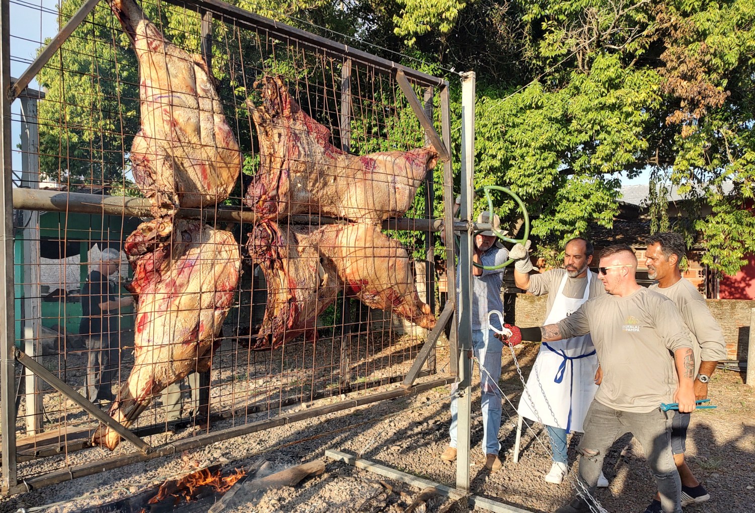 Carcaça de Búfalo - Crédito Nestor Tipa Júnior AgroEffective Divulgação