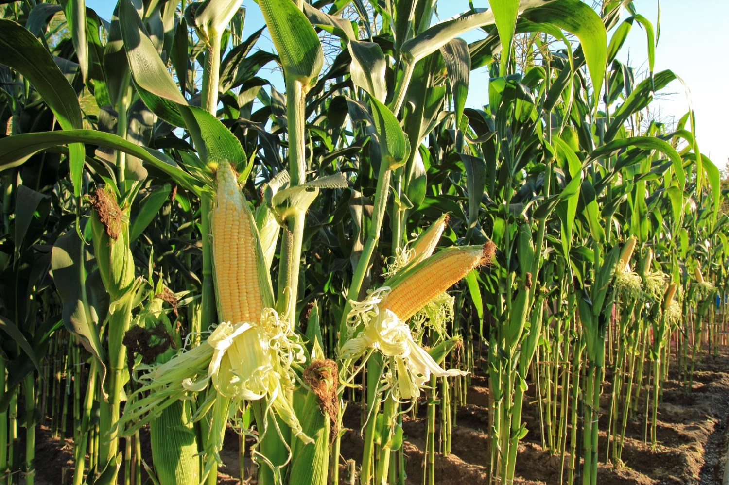 Inoculante, o aliado contra o desenvolvimento de microrganismos indesejáveis na silagem do milho