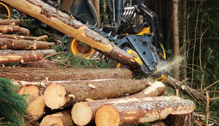Manejo sustentável é aliado da preservação ambiental no Brasil