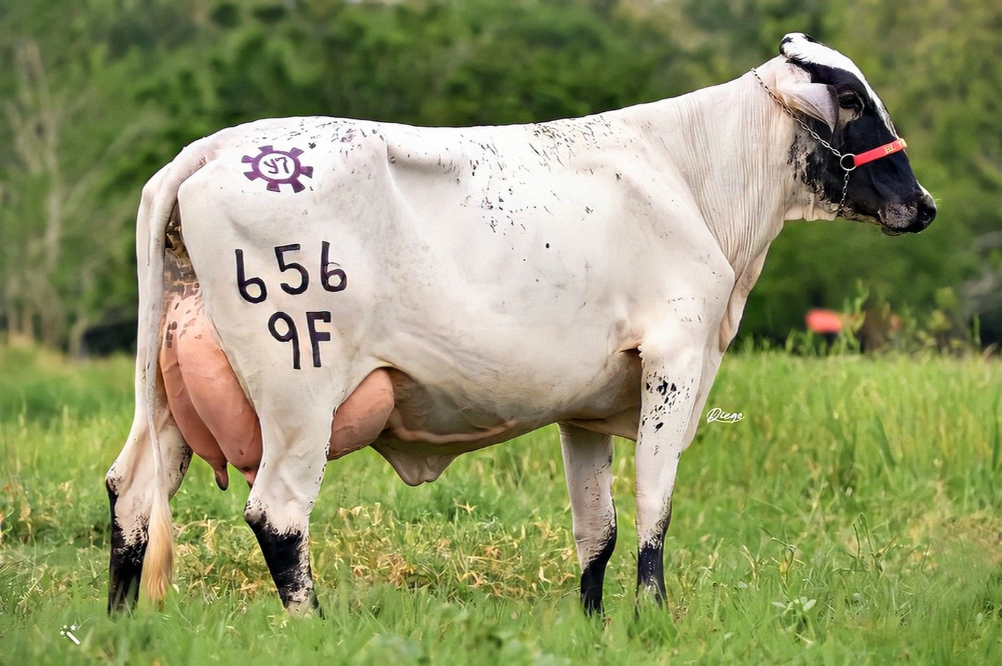 Um cego estava na cadeia e viu 2 cavalos, 5 vacas e 3 cachorros