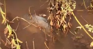 peixes nadam em meio a plantação de soja
