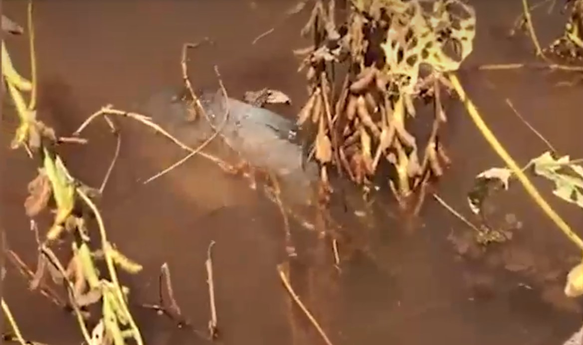 peixes nadam em meio a plantação de soja