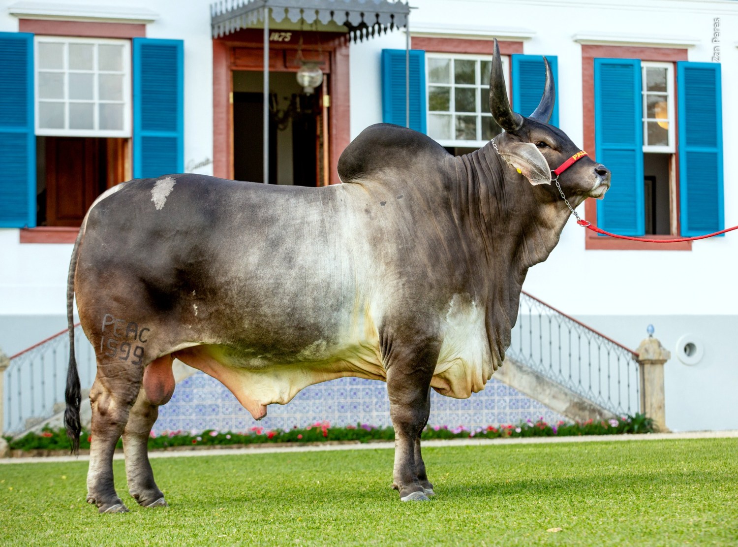 Touro parado na posição certa, perfeita. Com toda a nobreza da raça Guzerá