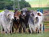 Touros Brahman serão avaliados na Prova de Eficiência e Performance