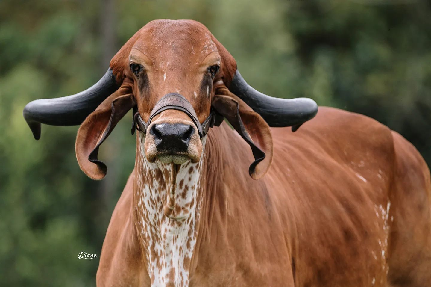 Vaca da raca Gir - fotao - Agropecuaria La Esperanza Hyj