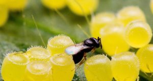 Vespinha Cotesia flavipes controla a broca-da-cana-de-açúcar