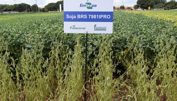 Cultivar de soja BRS 7981IPRO