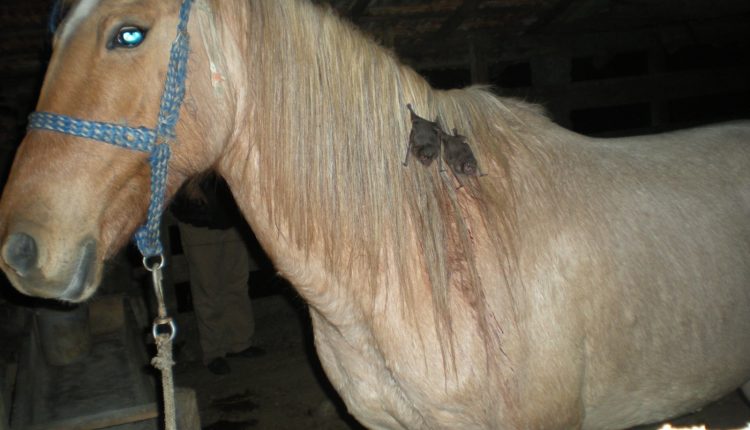 cavalo com morcegos presos ao pescoco mordendo - raiva zoonoses