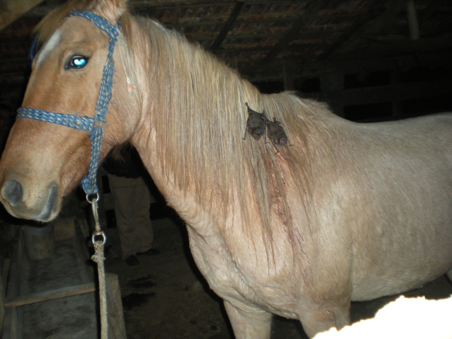 Emater/RS-Ascar orienta produtores sobre riscos da Raiva Herbívora