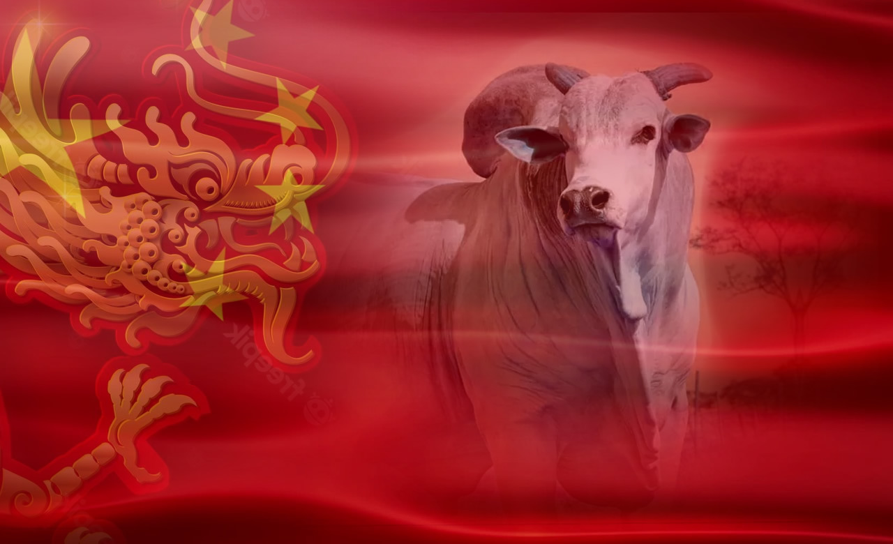 china exportacao de carne brasileira - dragao chinEs