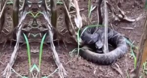 cobra jararaca durante silagem
