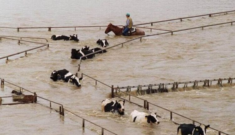 enchentes na california - vaqueiro tocando vacas inundadas