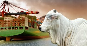 exportacoes e mercado do boi gordo