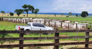 foto curral fazenda de gado de corte camioneta - gado nelore trabalho - fotao