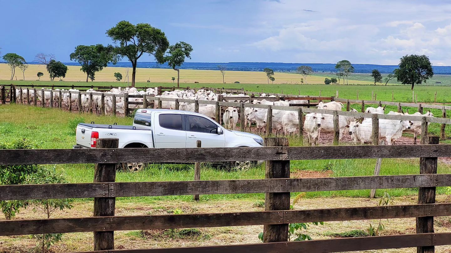 foto curral fazenda de gado de corte camioneta - gado nelore trabalho - fotao