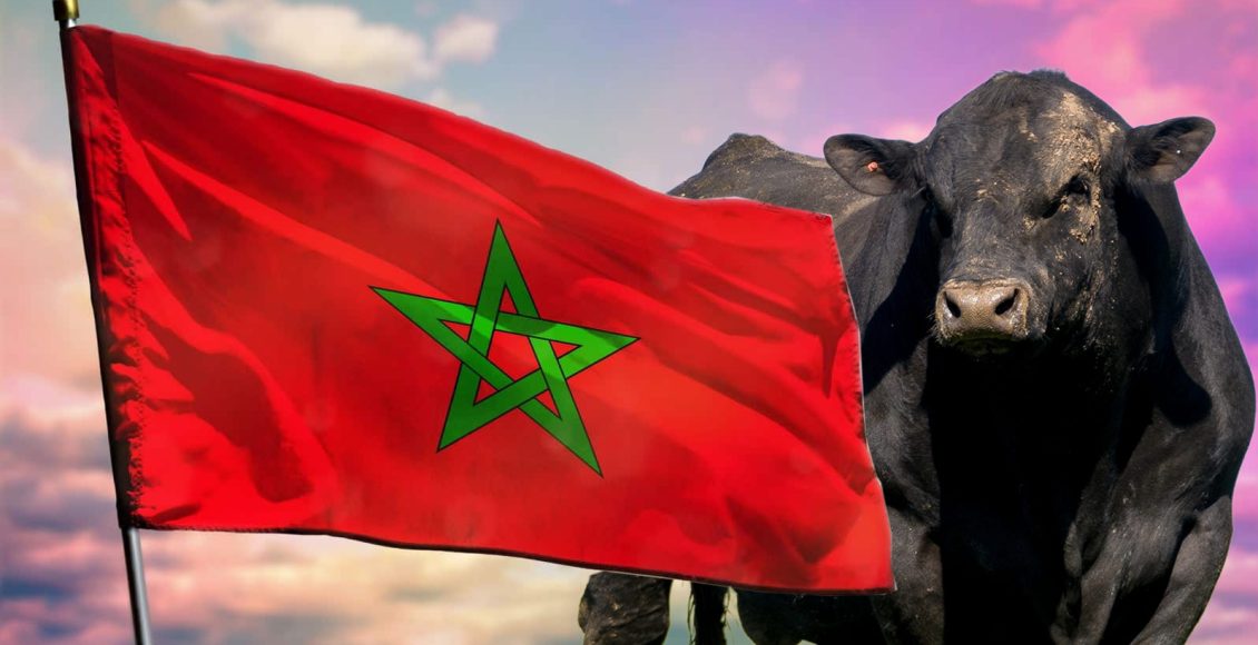 gado exportado para marrocos - angus