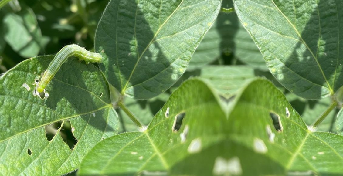 lagarta Rachiplusia nu na soja