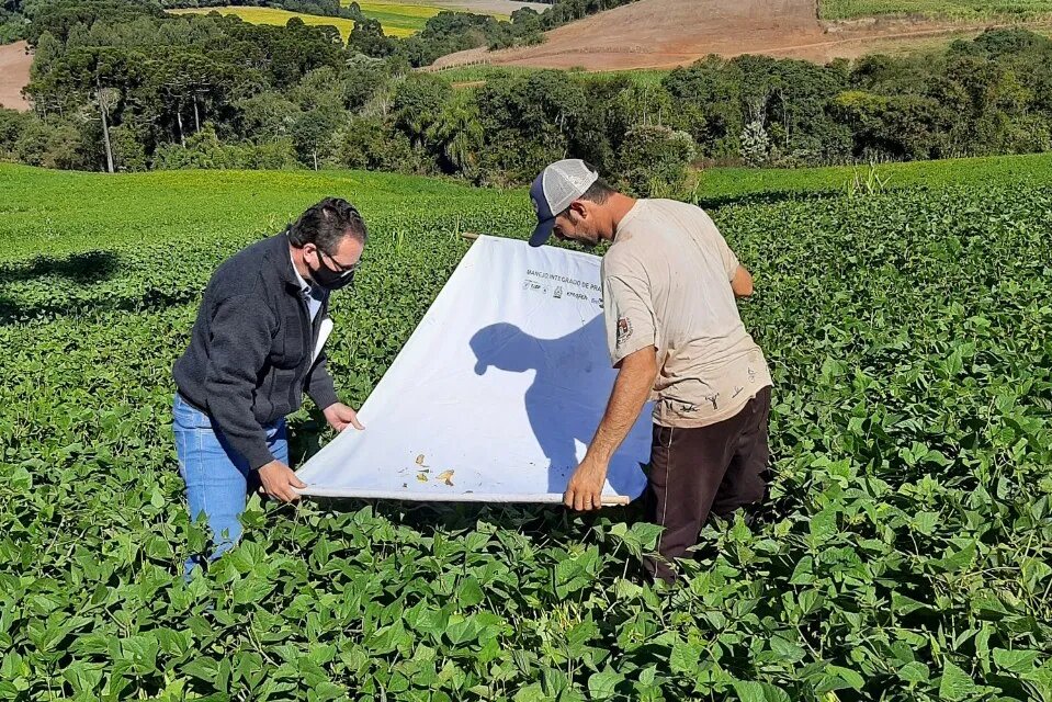 Controle biológico soja