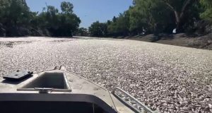 milhoes de peixes mortos na australia