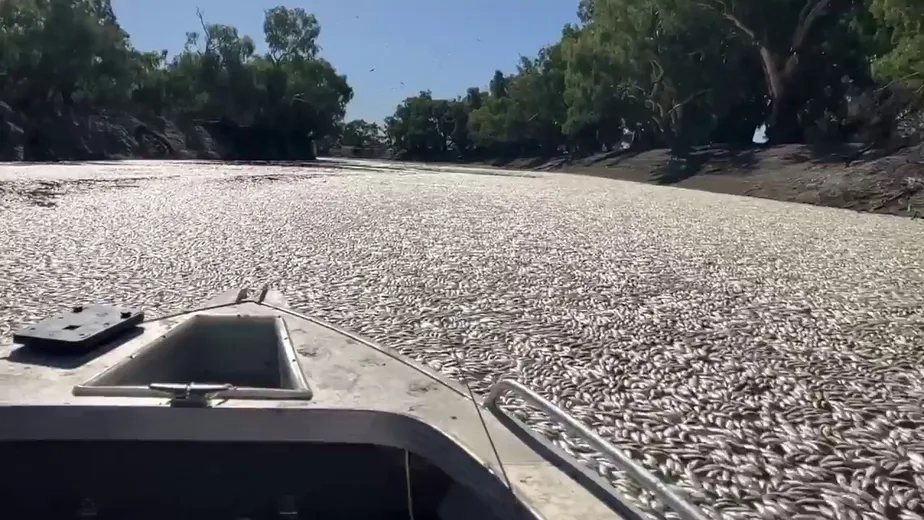milhoes de peixes mortos na australia