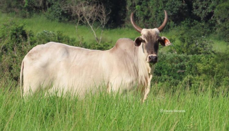 vaca guzonel guzera nelore - fotao