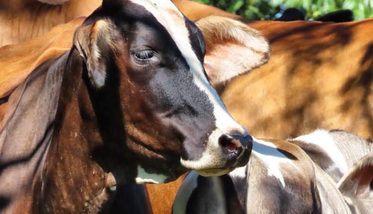 vaca leiteira zoom - pecuaria fotao
