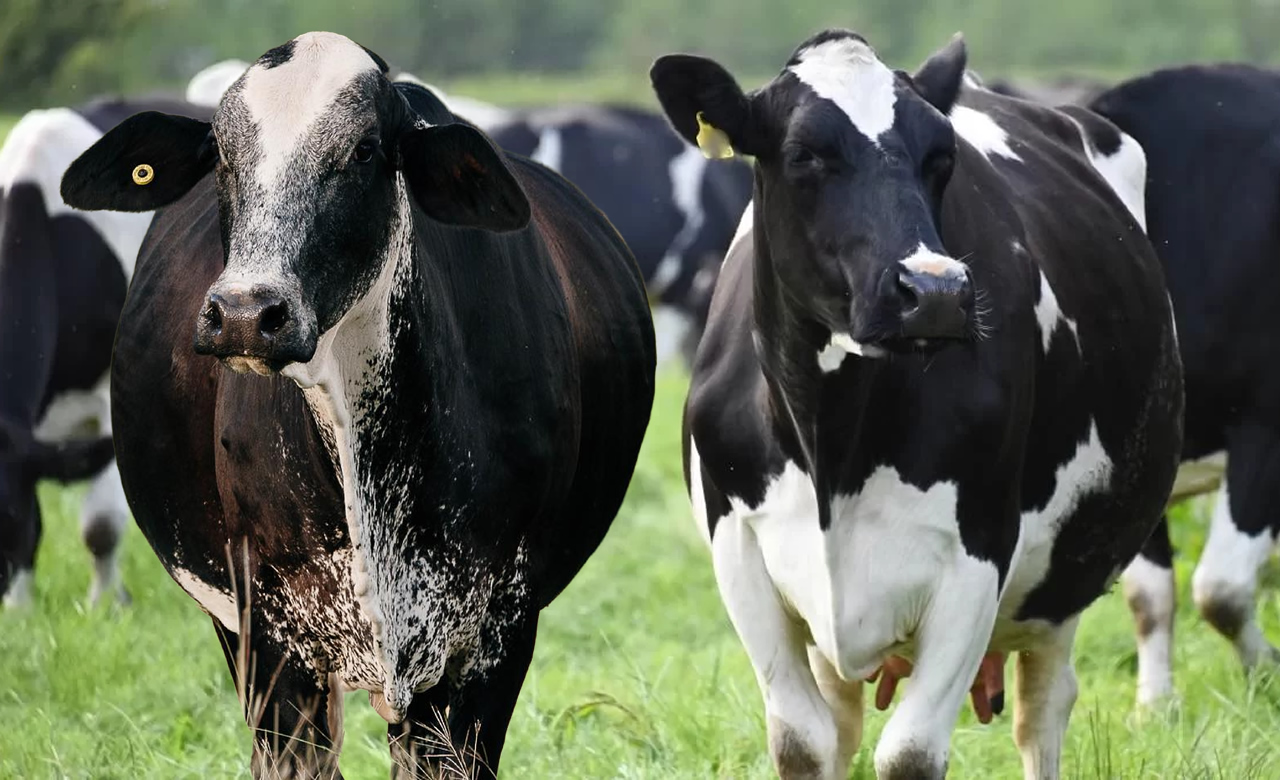 Registros de gado Girolando descolam do preço do leite pela primeira vez na história