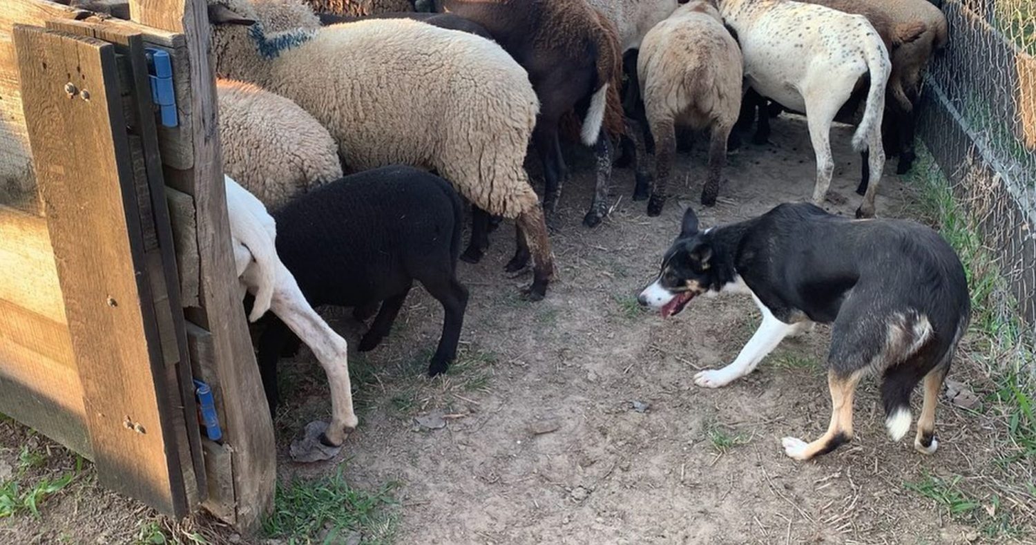 Cães podem exercer tarefa de até três funcionários