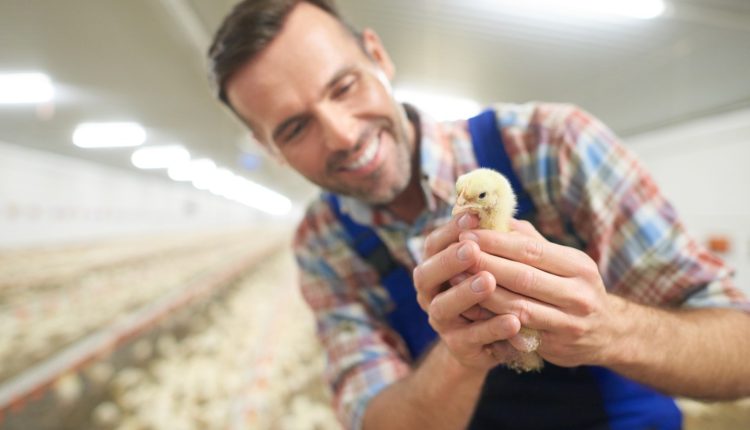 Estudo científico avalia os efeitos do enriquecimento ambiental na produtividade de frangos de corte