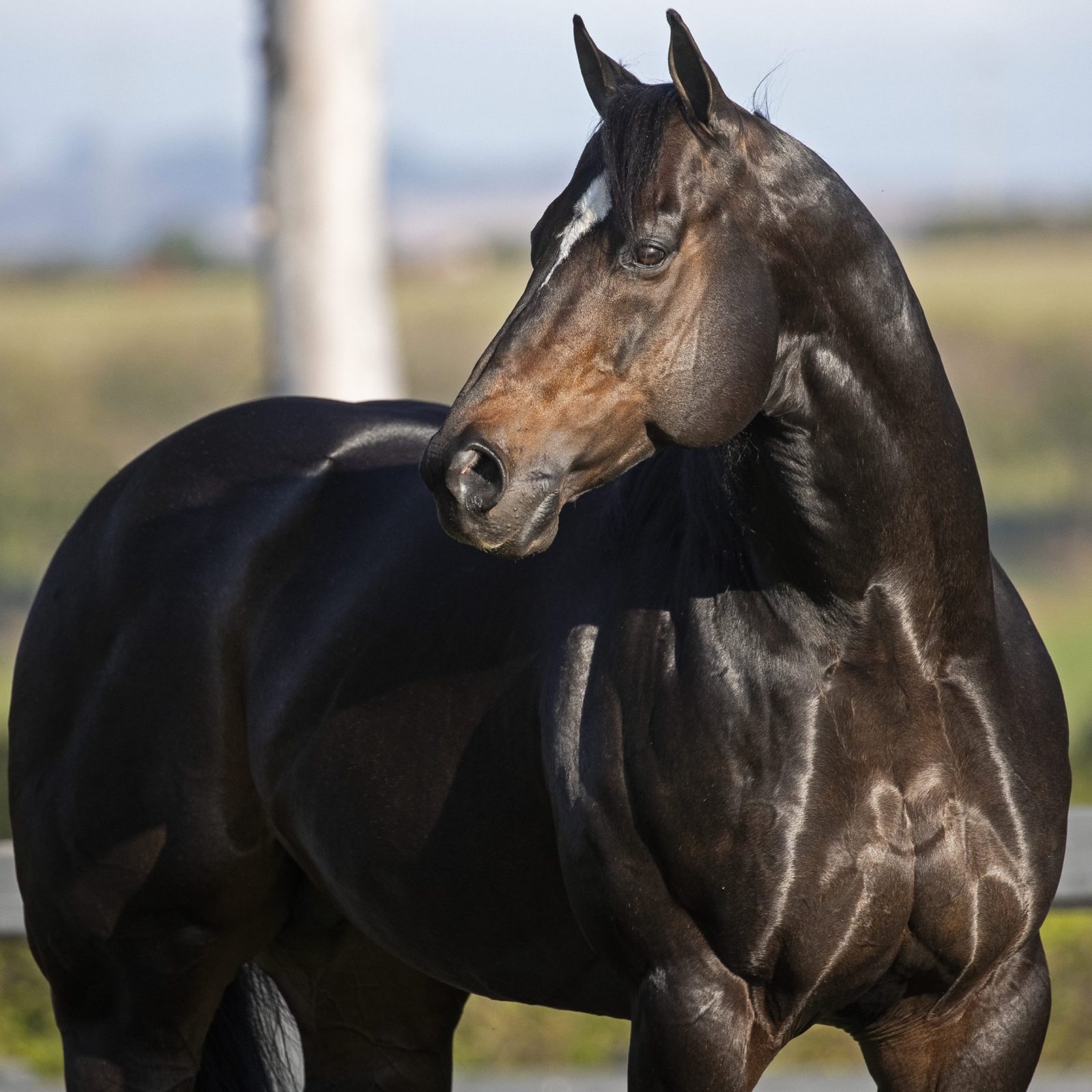 Brasil perde cavalo QM de velocidade, 'Rei da América do Sul' — CompreRural