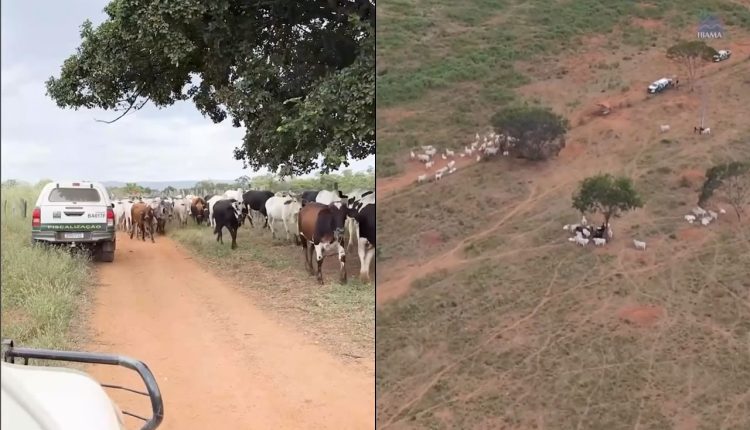 IBAMA embarga novas fazendas