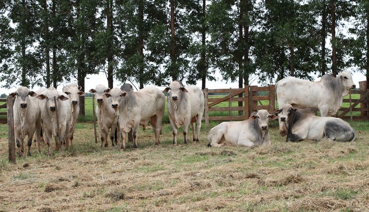 Marca CV Nelore Mocho anuncia primeiro leilão do ano com oferta de 900 animais