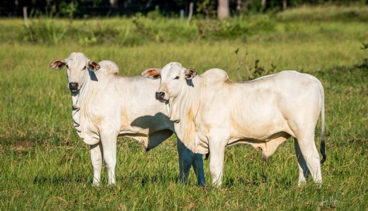 Novilho Precoce MS promove compra coletiva e diminui custo de produção na pecuária