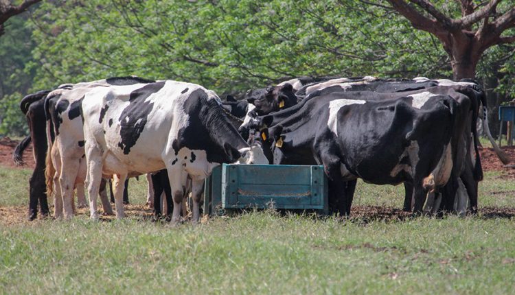 Nutrição de precisão alia produção e sustentabilidade na pecuária leiteira - vacas leiteiras no cocho silagem